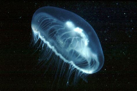 Moon Jellyfish Babies Rpics