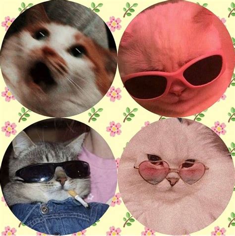 Matching Profile Pictures For Bffs Cats Pic Insider