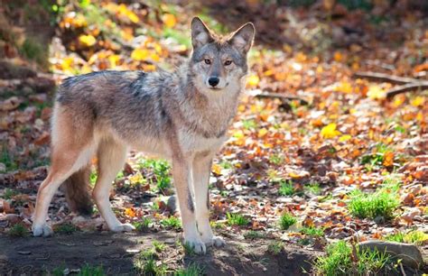 9 Things To Do If You Find A Coyote In Your Yard Pest Pointers