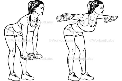 Bent Over Water Bottle Flyes Workoutlabs Exercise Guide