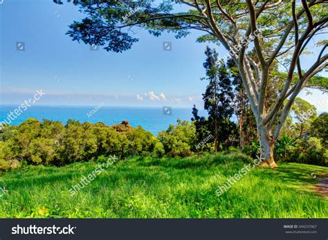 Tropical Garden Flowers Palm Trees Overlooking Stock Photo 444237067