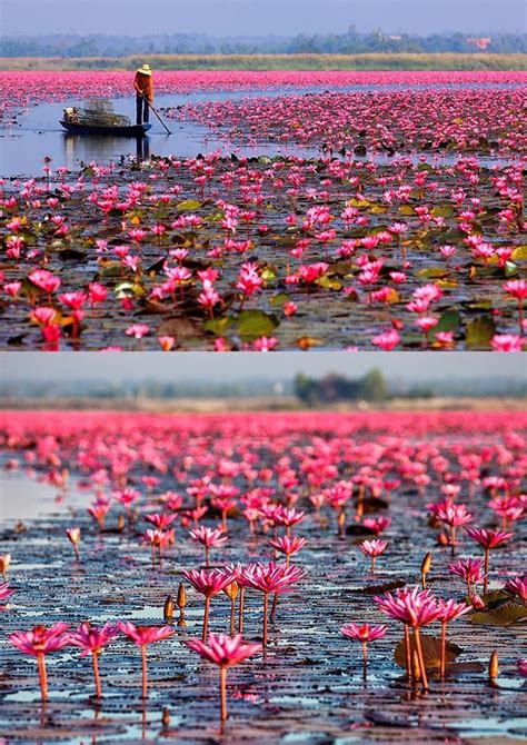 Lake Nong Harn Red Lotus Sea Thailandtalay Bua Daeng Or Lake Nong Harn