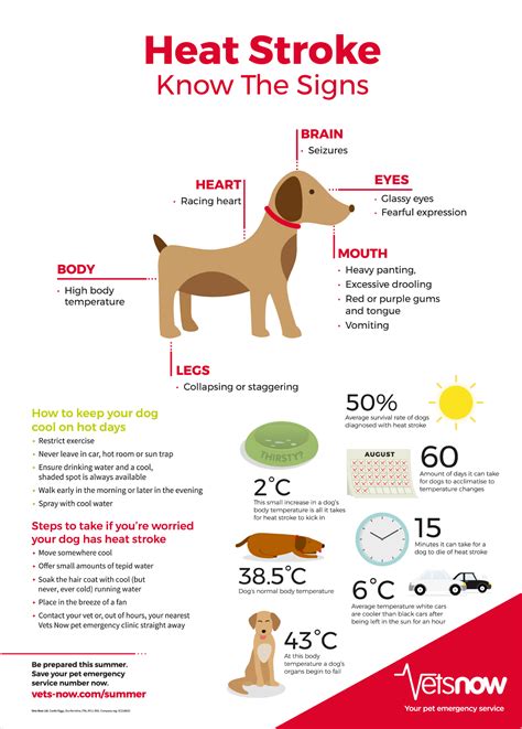 Beat the heat! How to identify and keep your dog safe from heat stroke
