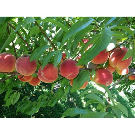 Peach Harrow Beauty Ferguson Tree Nursery