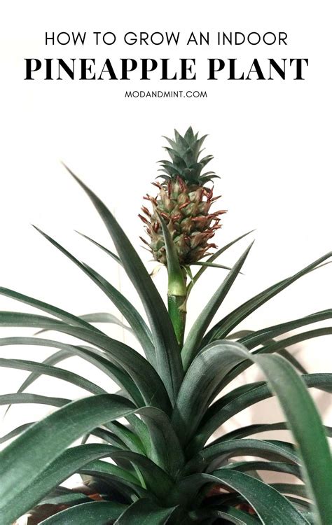 How To Grow And Care For A Pineapple Plant Indoors