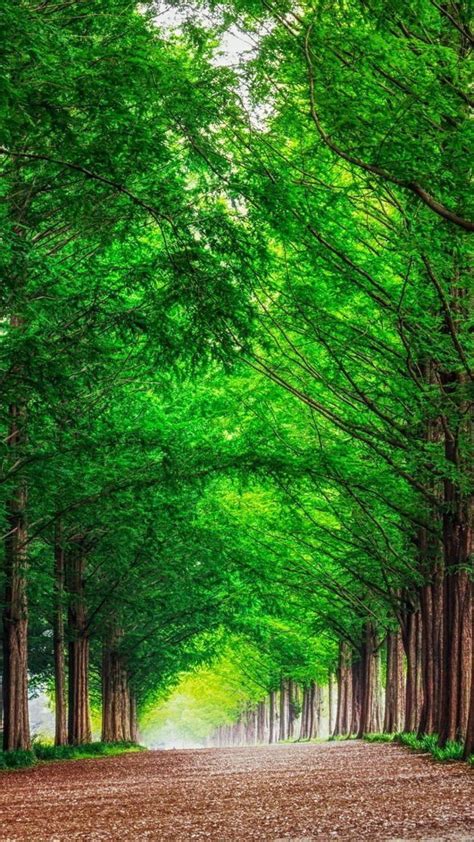 Greenery Forest Nature Wallpaper Download Mobcup