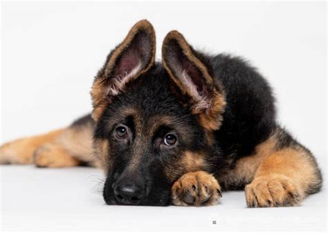 When Do German Shepherd Ears Stand Up And How You Can Help