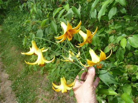 transformational gardening canada lily wild yellow lily meadow lily lilium canadense images