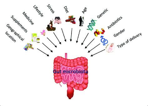 The Nature Of A Steady Gut Microbiota Including Number And Variety