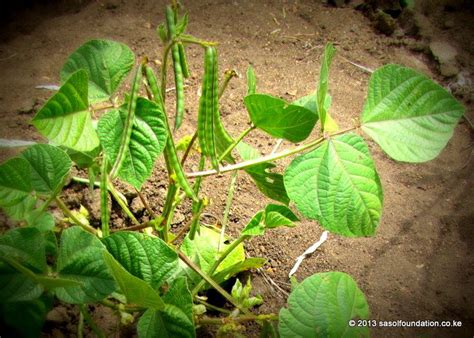 One of the most popular plants grown in a kitchen garden, nowadays. green gram , moong | Kitchen garden plants, Plant leaves ...