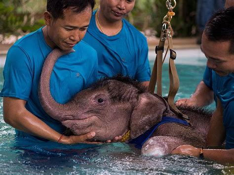 Injured Baby Elephant Receives Hydrotherapy To Help Her Walk Again