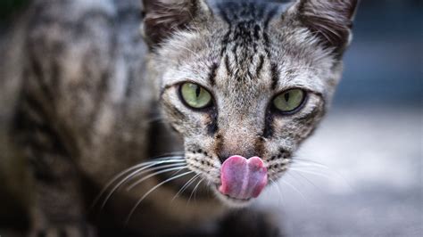 Cat Sticking Out Its Tongue In 4k Wallpaper Hd Wallpapers