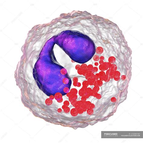Illustration Of Eosinophil White Blood Cell With Purple Lobed Nuclei