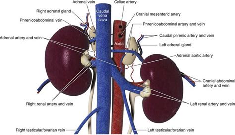 Adrenal Glands Veterian Key