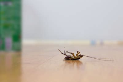 Truly nolen port charlotte, florida guaranteed solutions for pest and termite control for your home or business in port charlotte, florida. Roach Control in Cape Coral FL -- Pest Eliminator ...