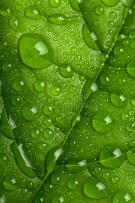Water Drops On Green Leaf Closeup Of Green Leaf With Water Drops From