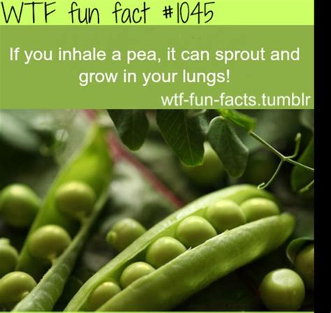Wtf Fun Facts List