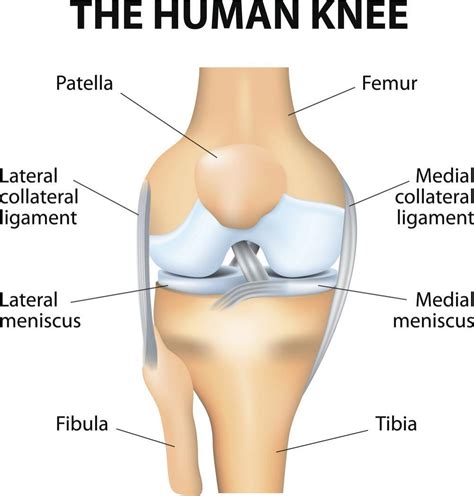 Anatomy of the human body for artists | proko. The knee: Anatomy, injuries, treatment, and rehabilitation