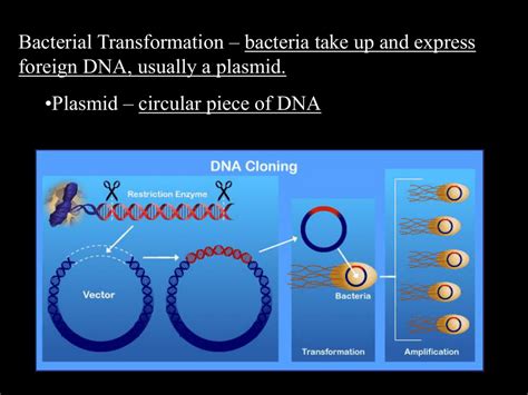 Bacterial Transformation Powerpoint