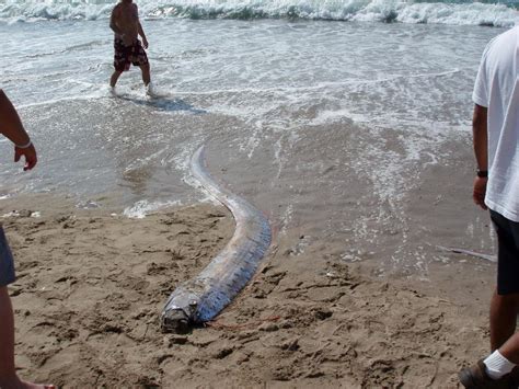 Giant Fish Washed Up Dead In Japan Raise Fears Of Earthquake Or Tsunami