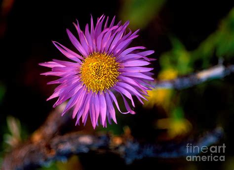 Jasper Subalpine Fleabane Wildflower 3 Photograph By Terry Elniski