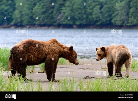 Male And Female Grizzly Bear Courtship Ursus Arctos Horribilis