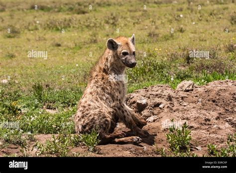 Spotted Hyena Crocuta Crocuta Photographed In Tanzania Stock Photo