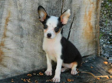 Browse available designer puppies for sale at tlc kennel in colorado! Auggie (Corgi/Toy Australian Shepherd) puppy for sale ...