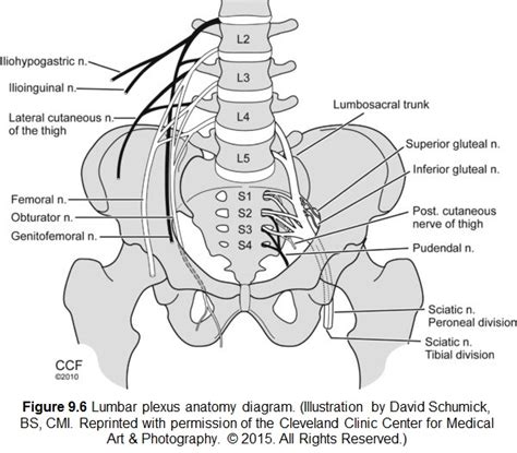 Lumbosacral Plexus Anatomy
