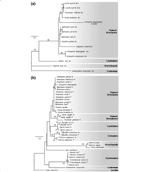 phylogenetic trees of doublesex a protein sequences and sex lethal download scientific