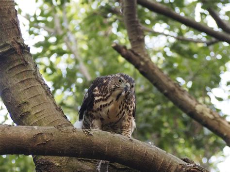 Free Images Tree Branch Wildlife Zoo Food Beak Park Hawk Owl