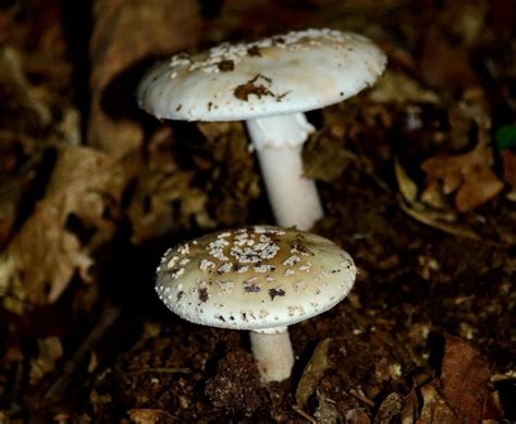 Kostenlose Bild Pilz Pilz Poison giftig Holz Spore Essen Natur