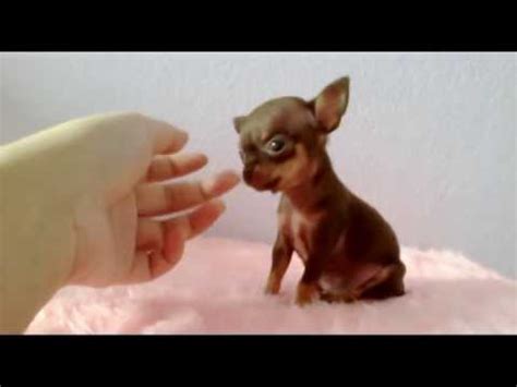 Her tan points are just starting to come in, but they will get stronger as she gets older…. "Milo" Chocolate Tan Teacup Chihuahua Puppy - YouTube