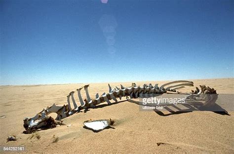 Camel Skeleton Photos And Premium High Res Pictures Getty Images