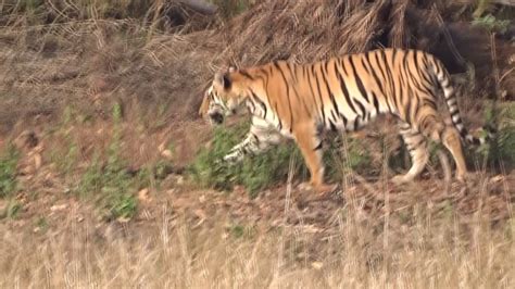 Tiger Of Kanha Kisli Anil Autkar Amravati Youtube