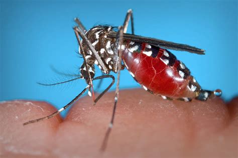 Aedes Albopictus Asian Tiger Mosquito