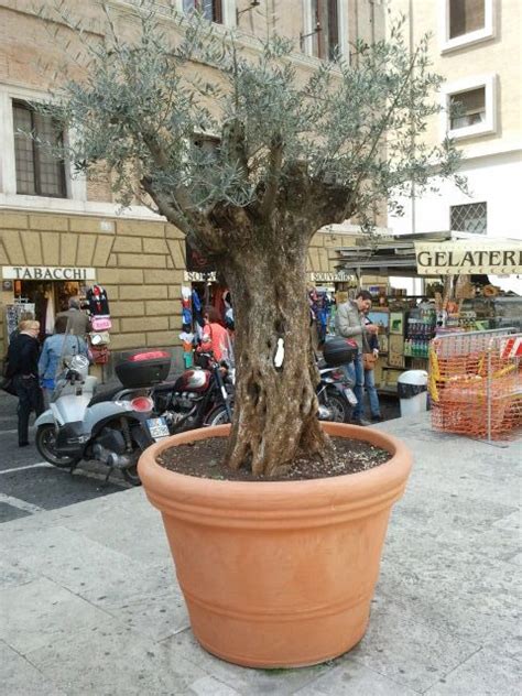 Oliveira Em Vaso De Polietileno Roma It Plants Vases Rome Plant Planets