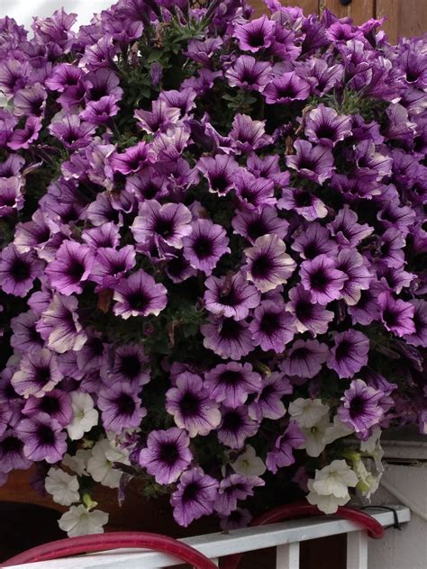 Deep purple flowers for hanging baskets. purple #petunia hanging basket. Just amazing and awesome ...