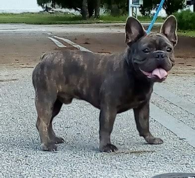 Consistent nail trimming and toothbrushing are recommended with all dogs, so starting this early and getting. View Ad: French Bulldog Puppy for Sale near Florida ...