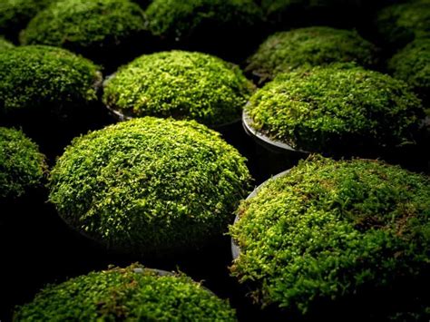How To Grow Moss Indoors Quick Guide For Beginners Garden Tabs How