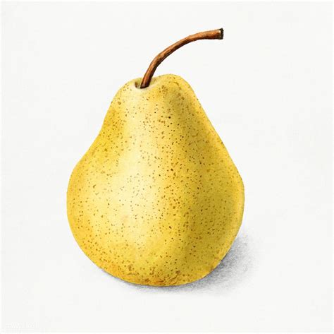 Vintage Pear Illustration Mockup Digitally Enhanced Illustration From