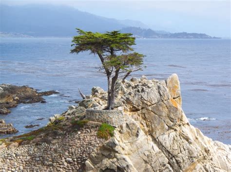 Monterey Cypress The Lone Cypress On The Grounds Of 17 Miles Drive In