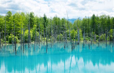 Photo Wallpaper Nature Water Trees Biei Blue Pond Shirogane Blue