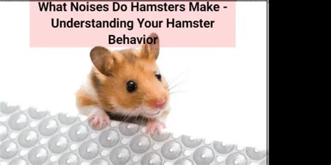Dehydration In Hamsters Signs Treatment And Prevention Atractivopets
