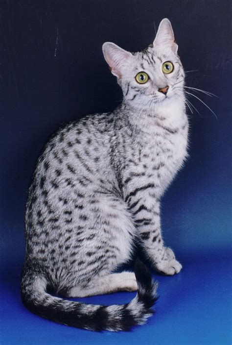 The Egyptian Mau In The Uk And Gccf