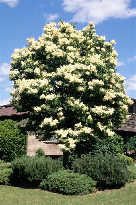 Ivory Silk Lilac Tree Plant Funny