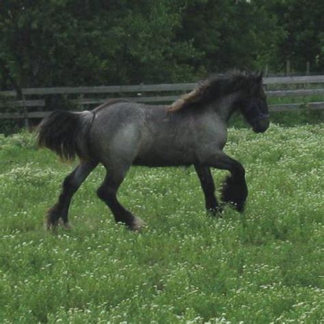 This little gypsy mare is beyond perfect. Pin on Vardo Life
