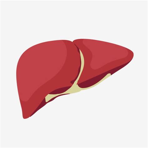 Cartoon Internal Organs Liver Human Liver Human Clipart Liver Anatomy