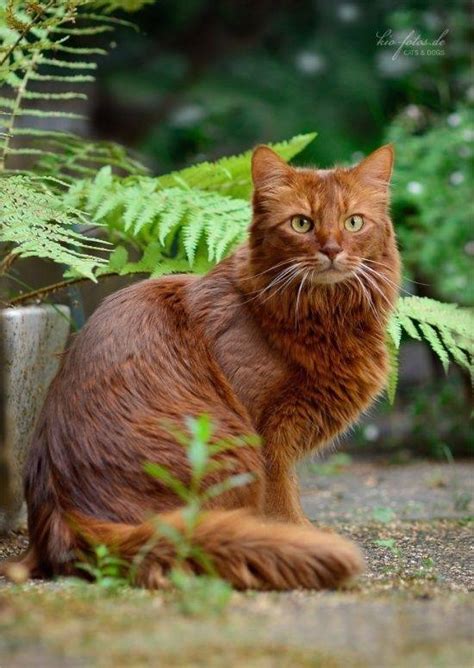 How can you tell if your cat has fleas? How to tell the gender of a cat without looking to its ...