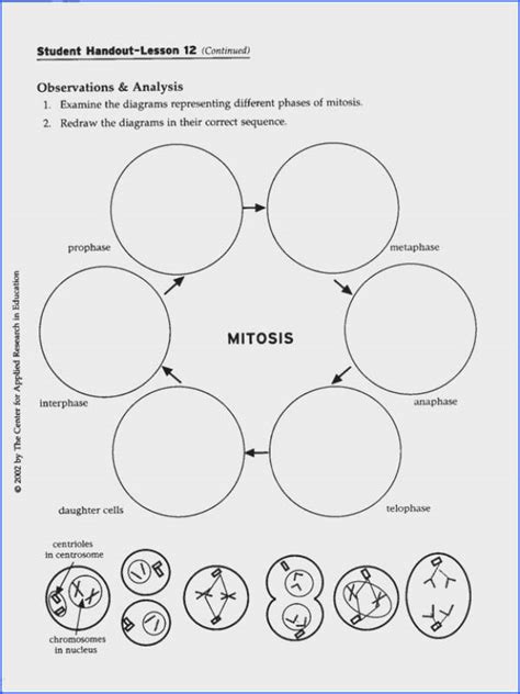 Mitosis worksheet genetic pinterest from cell cycle and mitosis worksheet answer key, source chapter 5 the cell cycle mitosis and meiosis worksheet answer key from cell cycle and cell cycle & mitosis notes and microscope lab by cell fie science from cell cycle and. Mitosis Worksheet and Diagram Identification | Mychaume.com